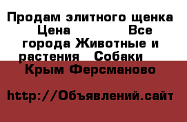 Продам элитного щенка › Цена ­ 30 000 - Все города Животные и растения » Собаки   . Крым,Ферсманово